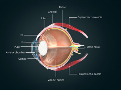 Eye Information